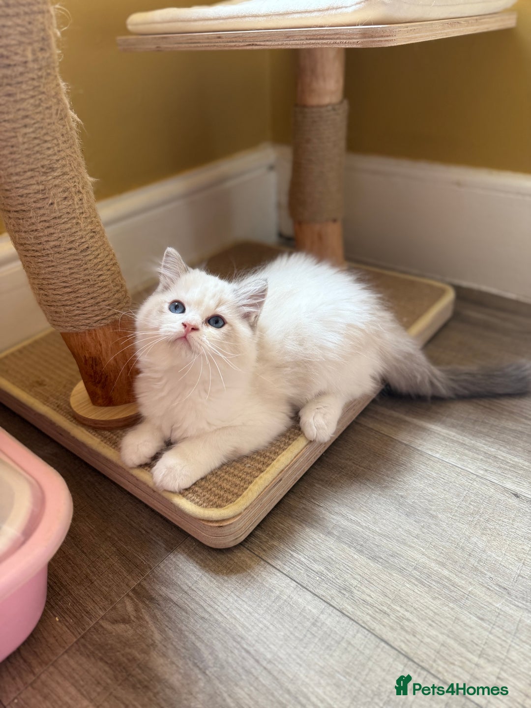 Ragdoll cats for sale: European ragdolls ***READY NOW*** - Image 8