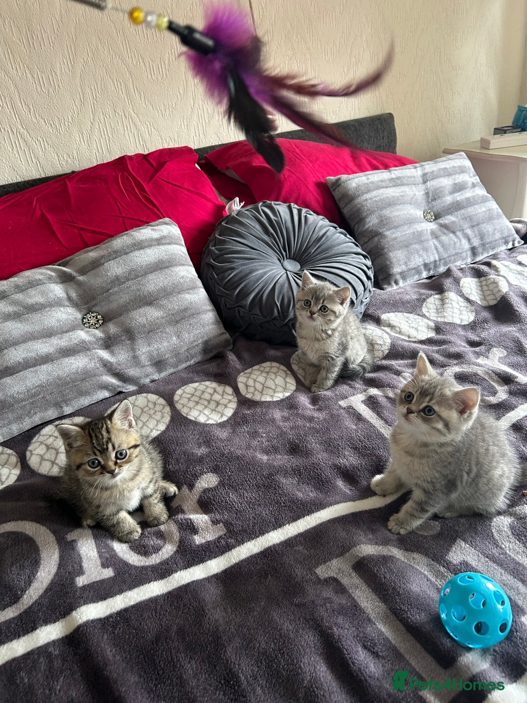 British Shorthair cats for sale: British shorthair kittens  - Image 2