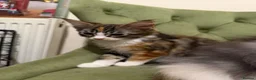 Maine Coon cats for sale: Maincoon X Ragdoll SALE - Advert 3