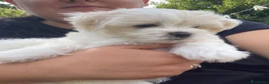 Bichon Frise 3