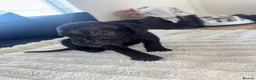 Cane Corso dogs for sale: Beautiful litter of cane corso  - Advert 5
