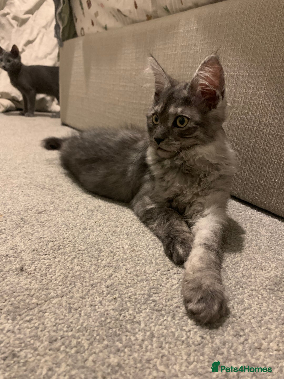 Maine Coon cats for sale: Stunning championship Maine coons for sale - Advert 24