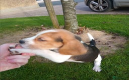 Beagle dogs for sale: Genuine Foot Beagles - Image 5
