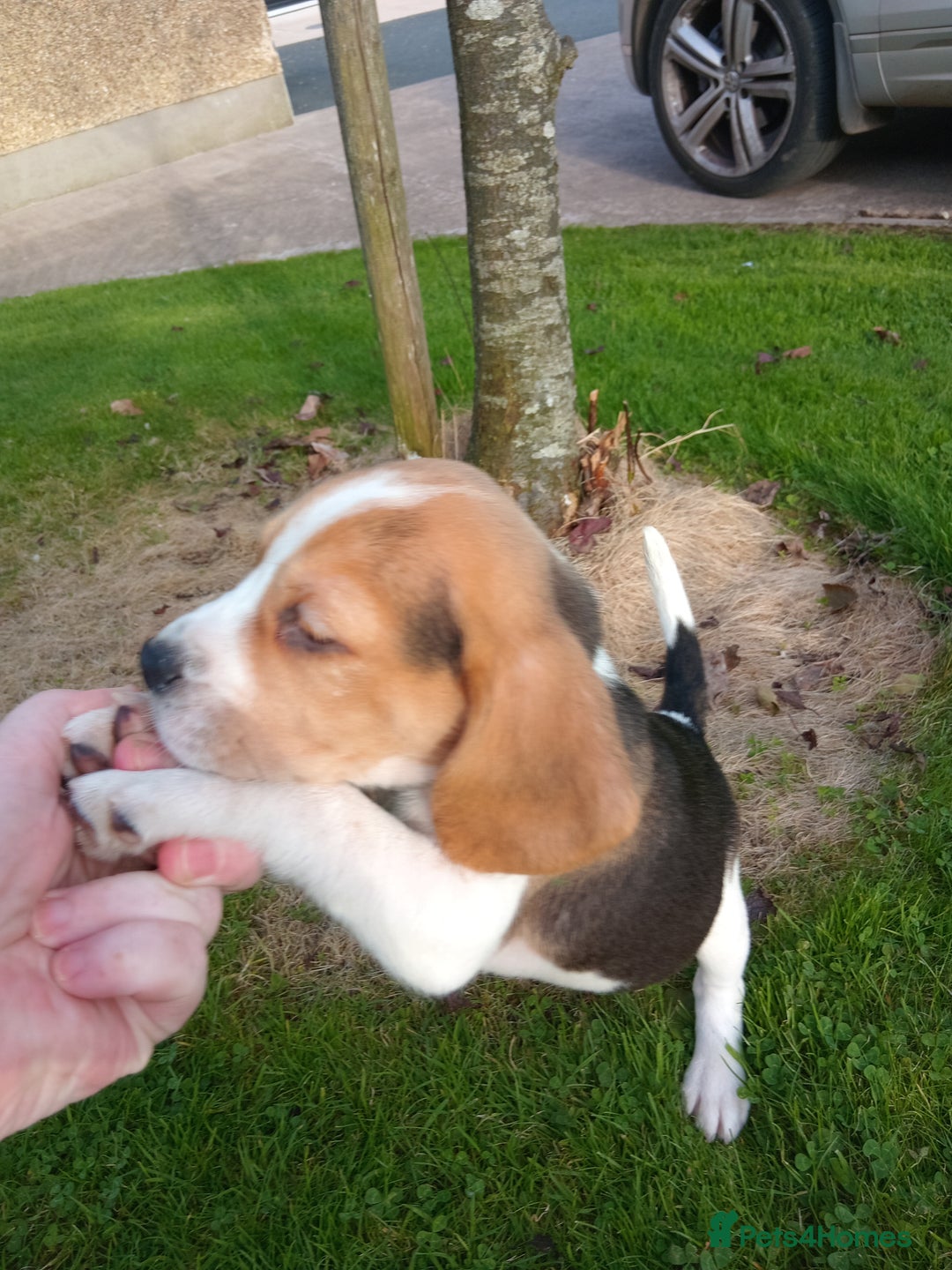 Beagle dogs for sale: Genuine Foot Beagles - Image 5