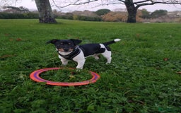 Jack Russell dogs for sale: Miniature Jack Russell Terrier - Image 3