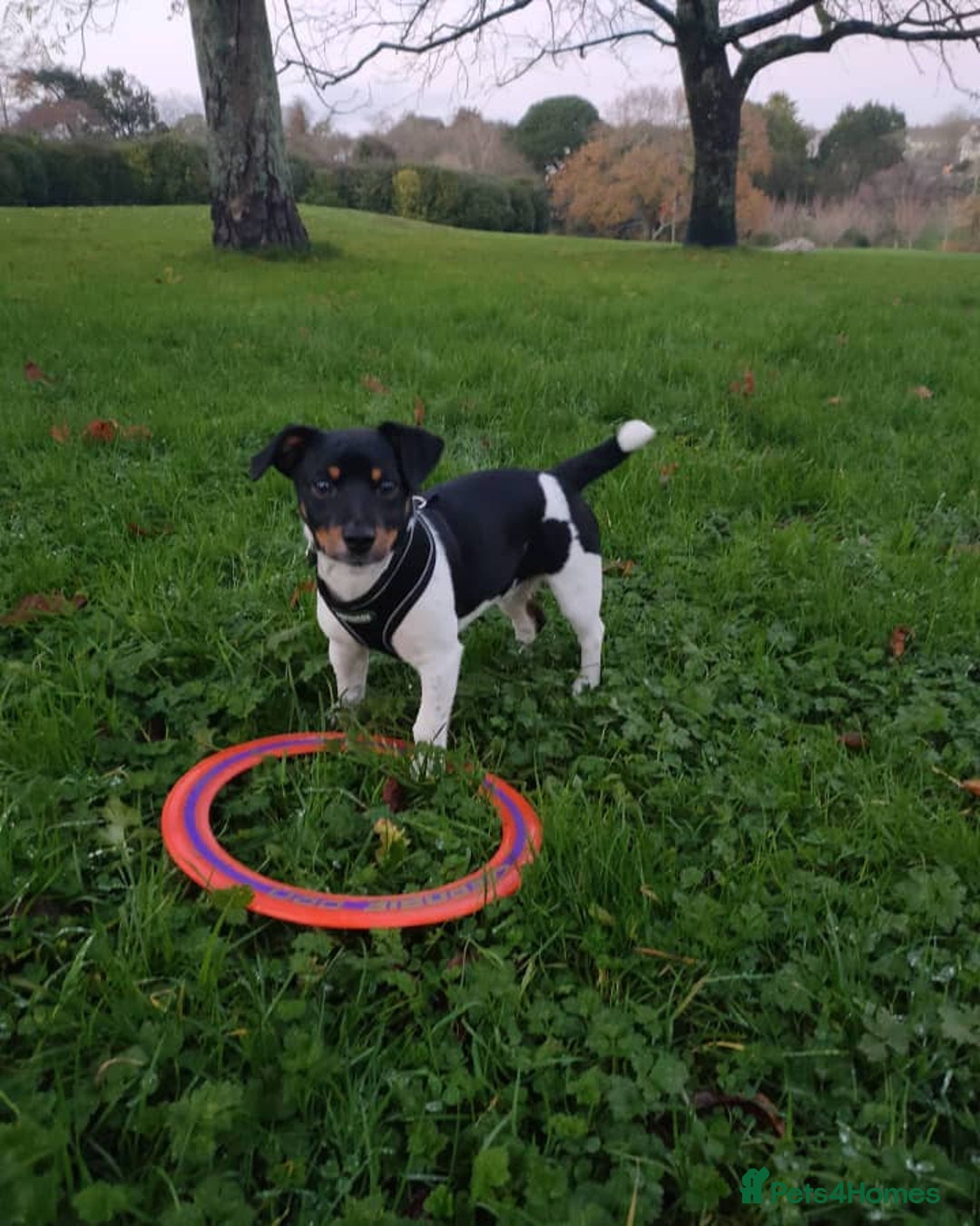 Jack Russell dogs for sale: Miniature Jack Russell Terrier - Image 3