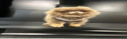 Pomeranian dogs for stud: Tiny KC lilac & tan stud  - Advert 12