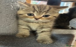 British Shorthair cats for sale: Adorable BSH kittens - Image 2