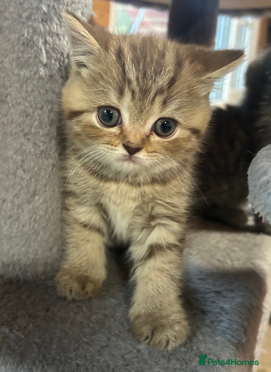 British Shorthair cats for sale: Adorable BSH kittens - Image 2