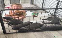 Staffordshire Bull Terrier dogs for sale: STUNNING litter of blue staffy pups - Image 12