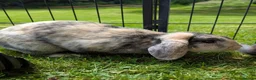 Mini Lop rabbits for sale: 2 Female mini Lops  - Advert 5
