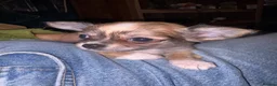Chihuahua dogs for sale: Long coat chihuahuas  - Advert 16
