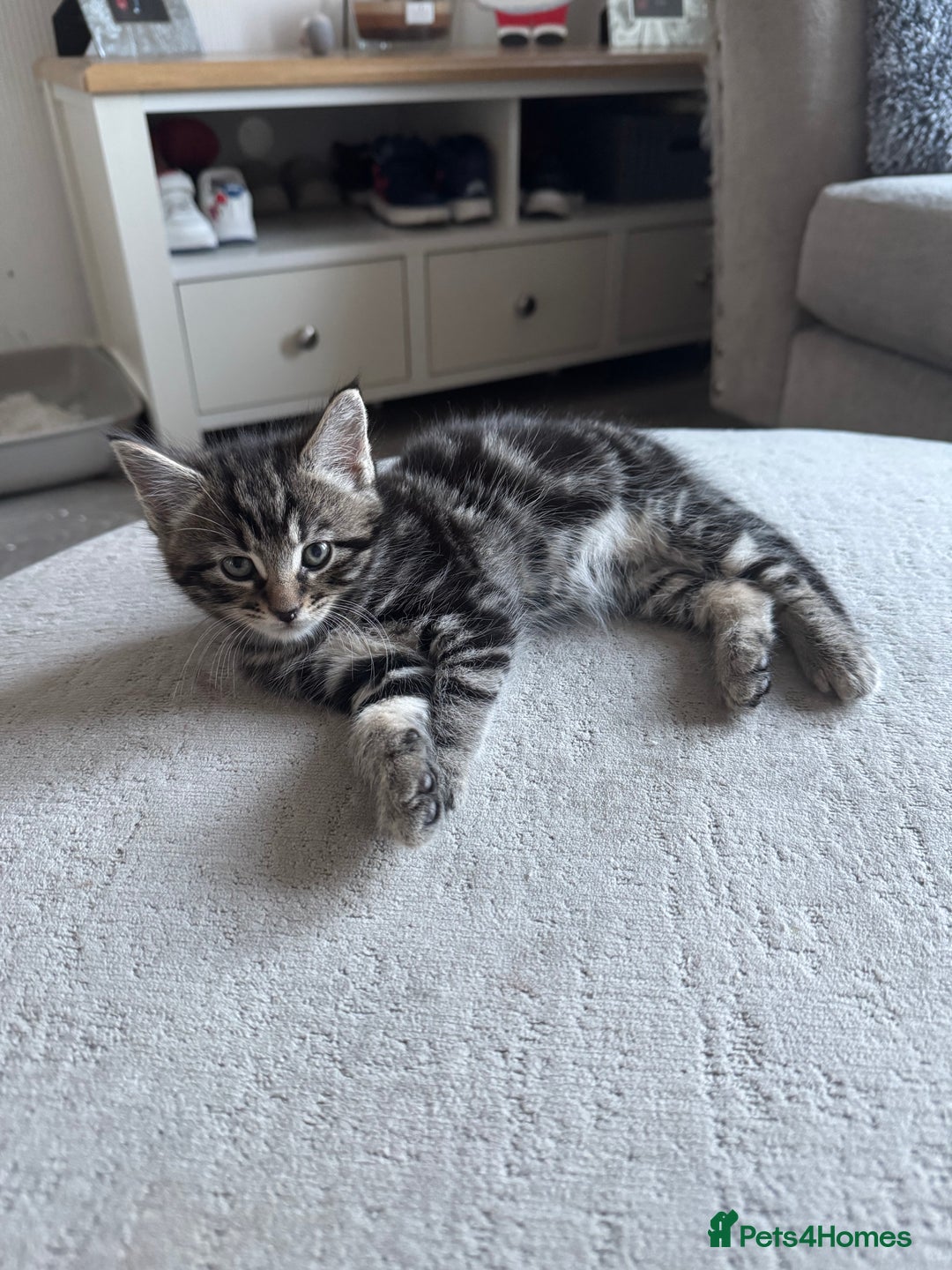 Domestic Shorthair cats for sale: Male tabby kitten - Advert 6