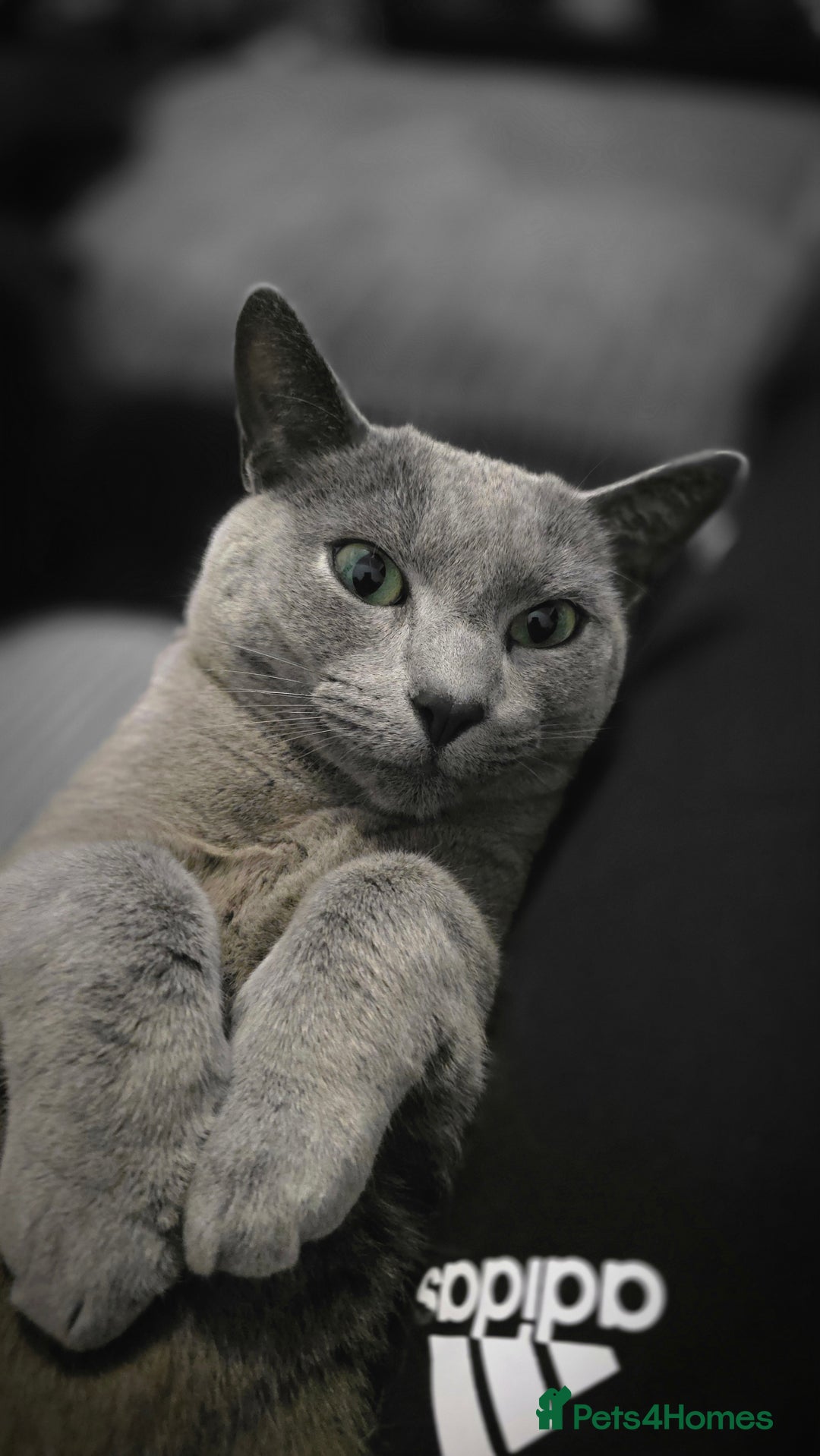 Russian Blue cats for sale: Adorable Russian Blue - Advert 8