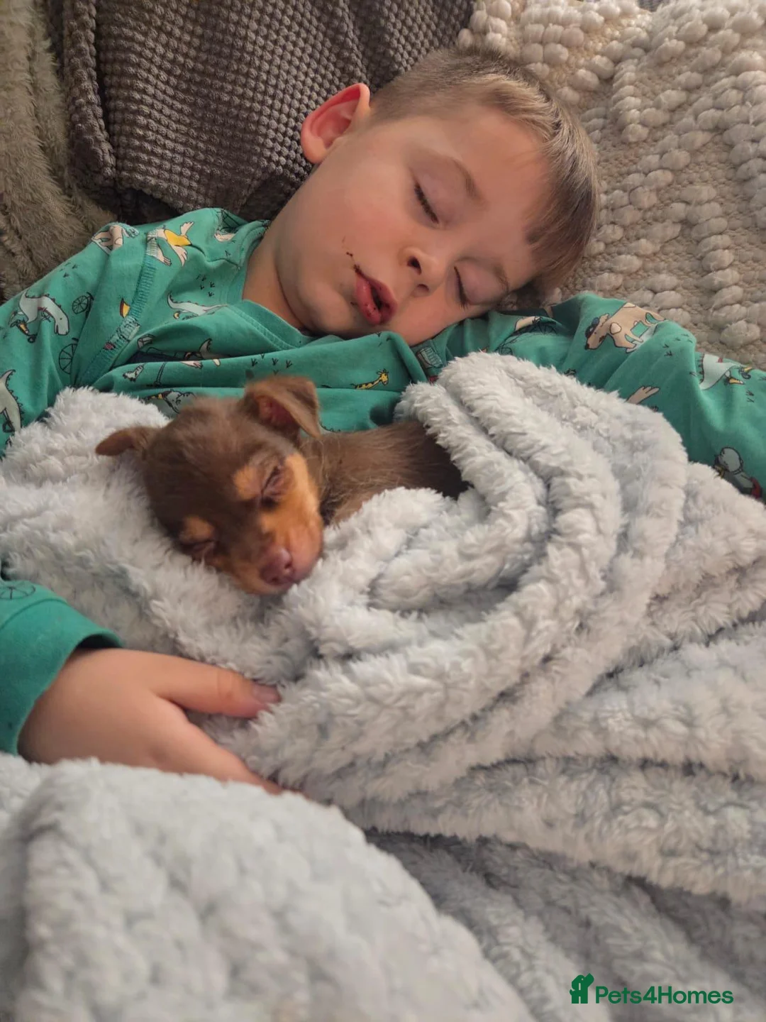 Mixed Breed dogs for sale: Jack Chi - Advert 2