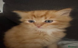 Mixed Breed cats for sale: Quarter Persian kittens  - Image 1