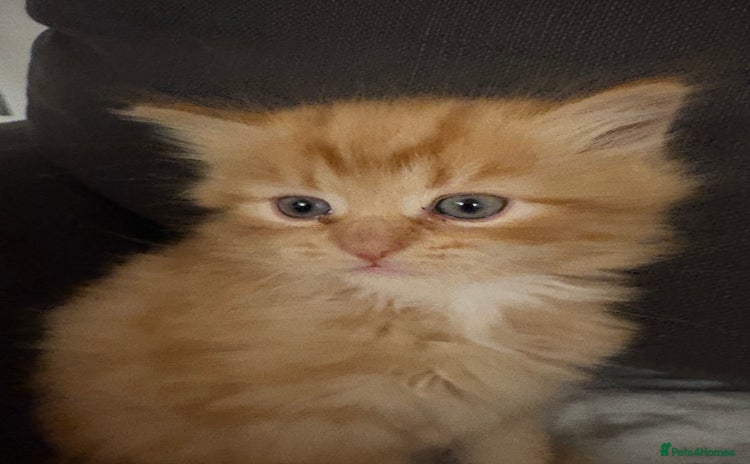 Mixed Breed cats - Advert 14