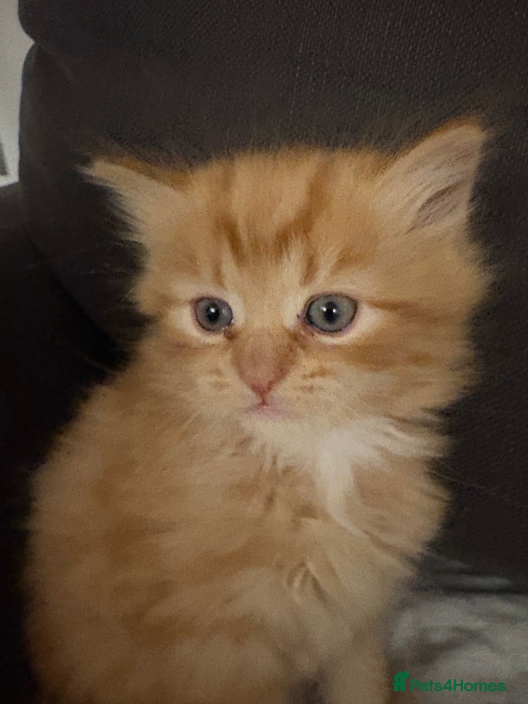 Mixed Breed cats for sale: Quarter Persian kittens  - Image 1