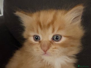 Mixed Breed cats - Advert 8