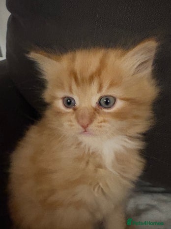 Mixed Breed cats - Advert 10