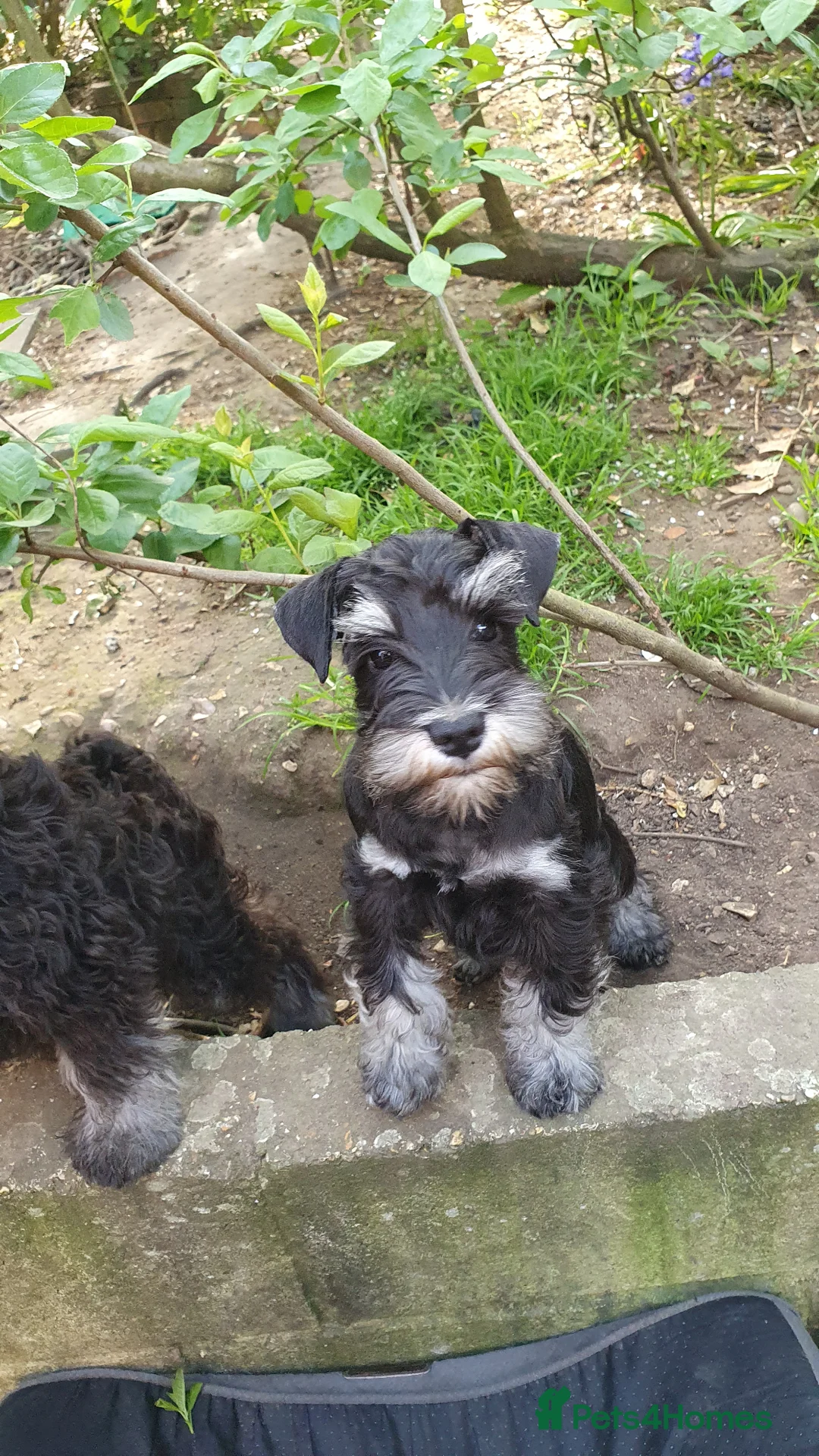 Miniature Schnauzer dogs for sale: Beautiful KC registered boy  - Advert 1