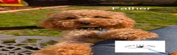 Cavapoo dogs for sale: Beautiful F1b Cavapoo puppies  - Advert 2