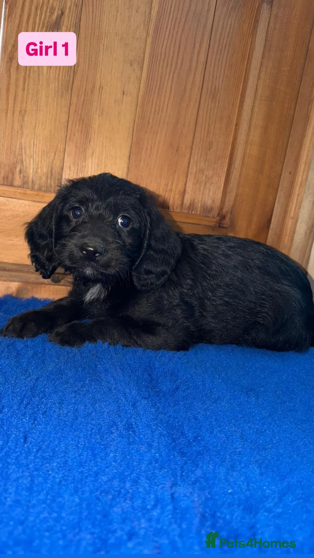 Labradoodle dogs for sale: Ready to leave. Beautiful puppies 😍😍 - Advert 11