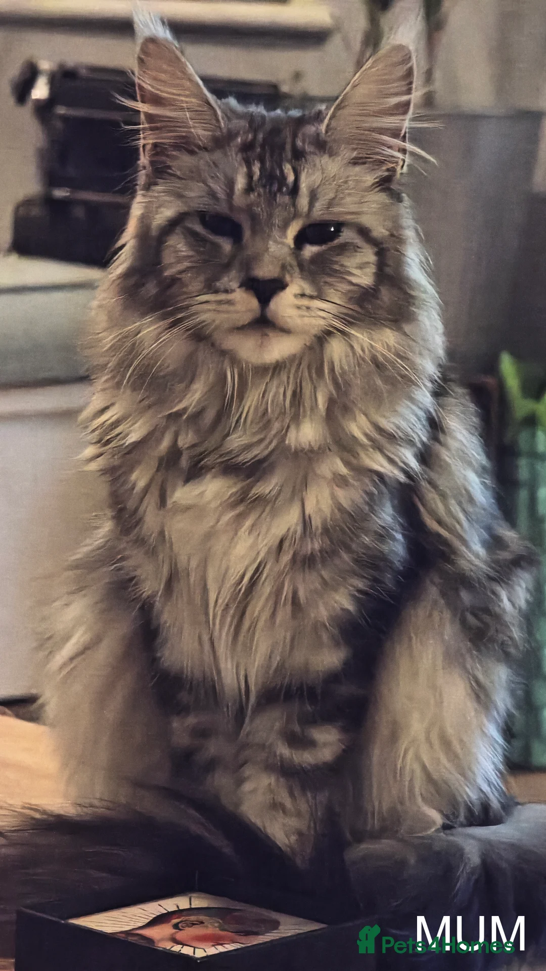 Maine Coon cats for sale: PURE BREED MAINE COON KITTENS READY EARLY MARCH - Advert 32