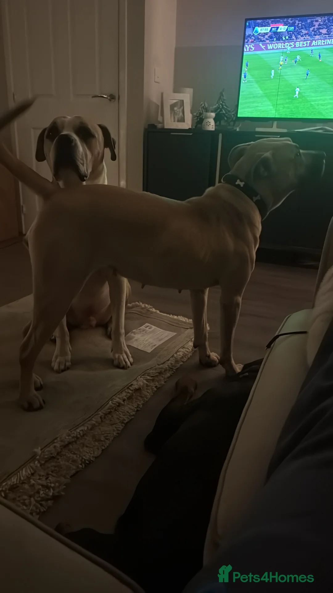 Presa Canario dogs for sale: Female Presa Canario  **   - Advert 4