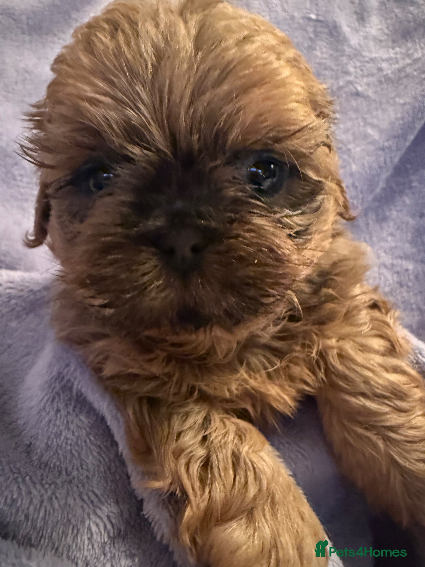 Shih Tzu dogs Stunning Healthy Shihtzu BOY Kc registered  - Advert 1