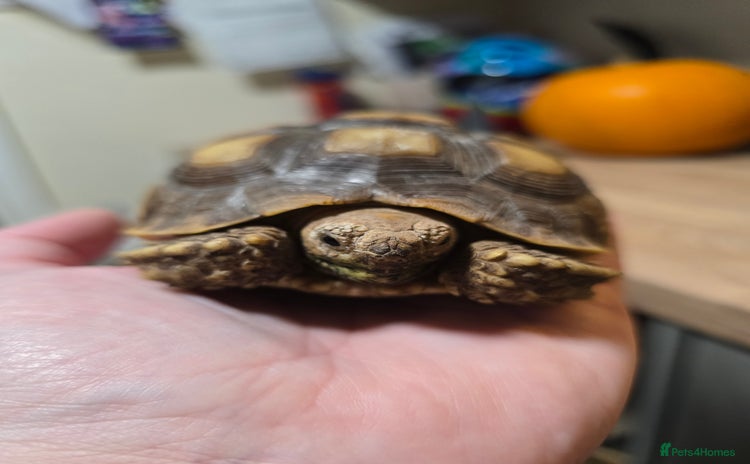 Tortoise reptiles - Advert 1