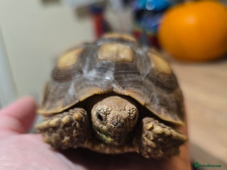 Tortoise reptiles - Advert 1