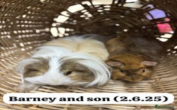 Guinea Pig rodents for sale: Baby guinea pigs ready now. Sheffield - Image 14
