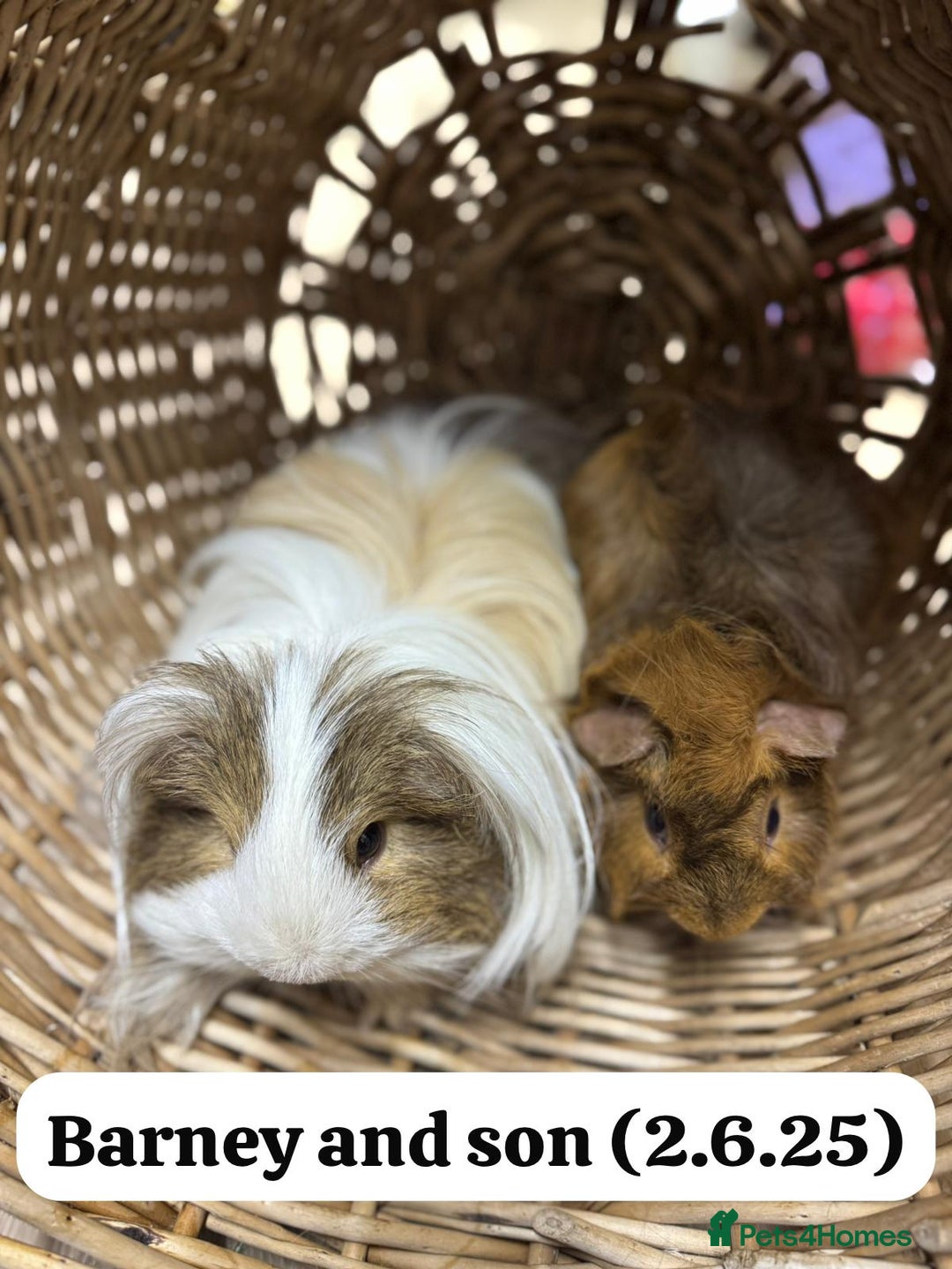 Guinea Pig rodents for sale: Baby guinea pigs ready now. Sheffield - Image 14