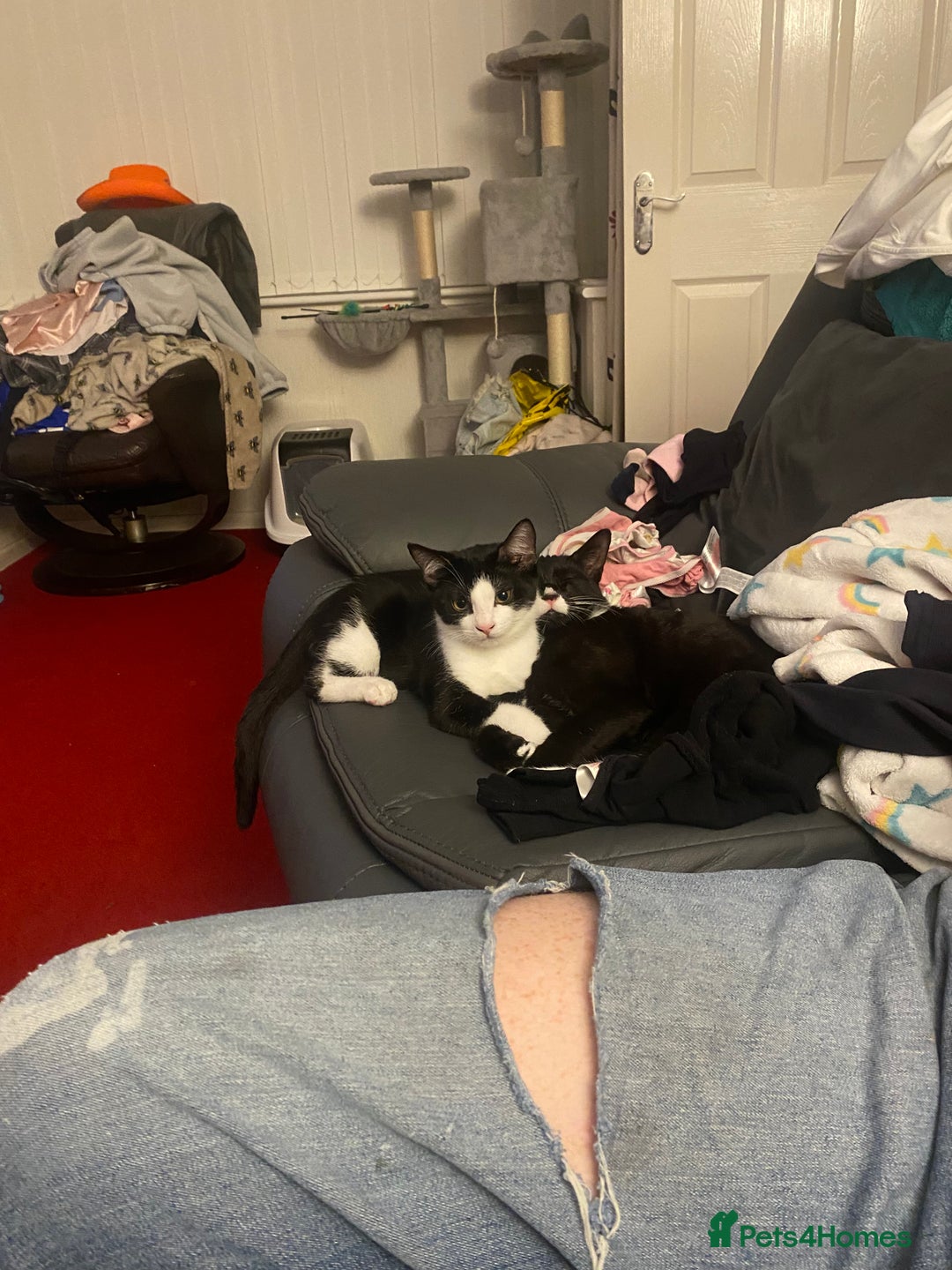 Mixed Breed cats for sale: 2 bonded males needs a home asap - Image 19