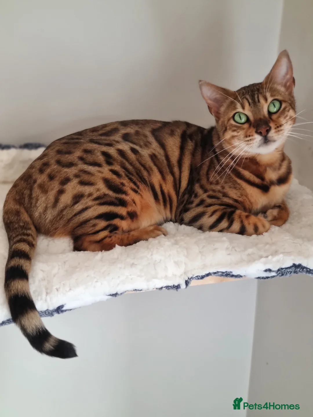 Bengal cats for sale: Pure Bengal kittens ready to reserve - Advert 7