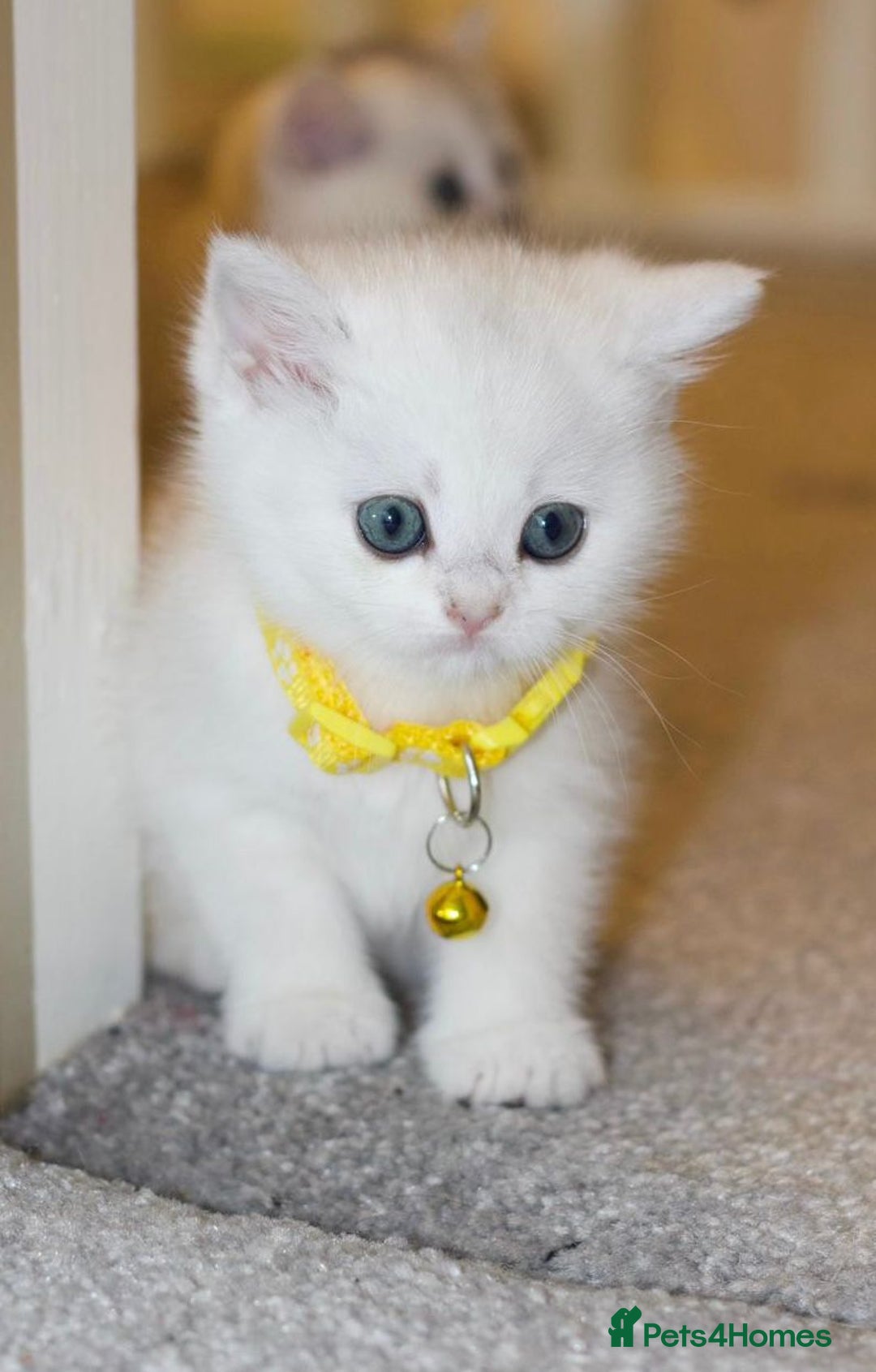 British Shorthair cats for sale: White British Shorthair Kittens – Rare Green Eyes - Advert 11