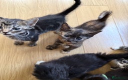 Mixed Breed cats for sale: Mixes breed kittens for sale  - Image 8