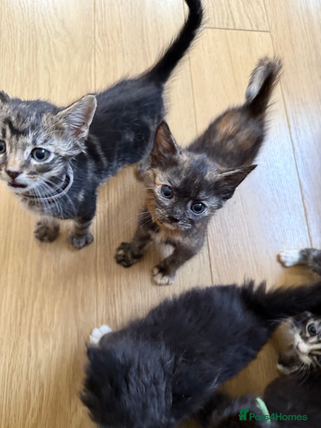 Mixed Breed cats for sale: Mixes breed kittens for sale  - Image 8