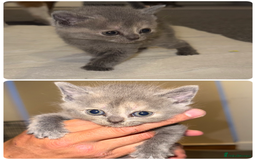 British Shorthair cats for sale: Kittens for sale - Image 5