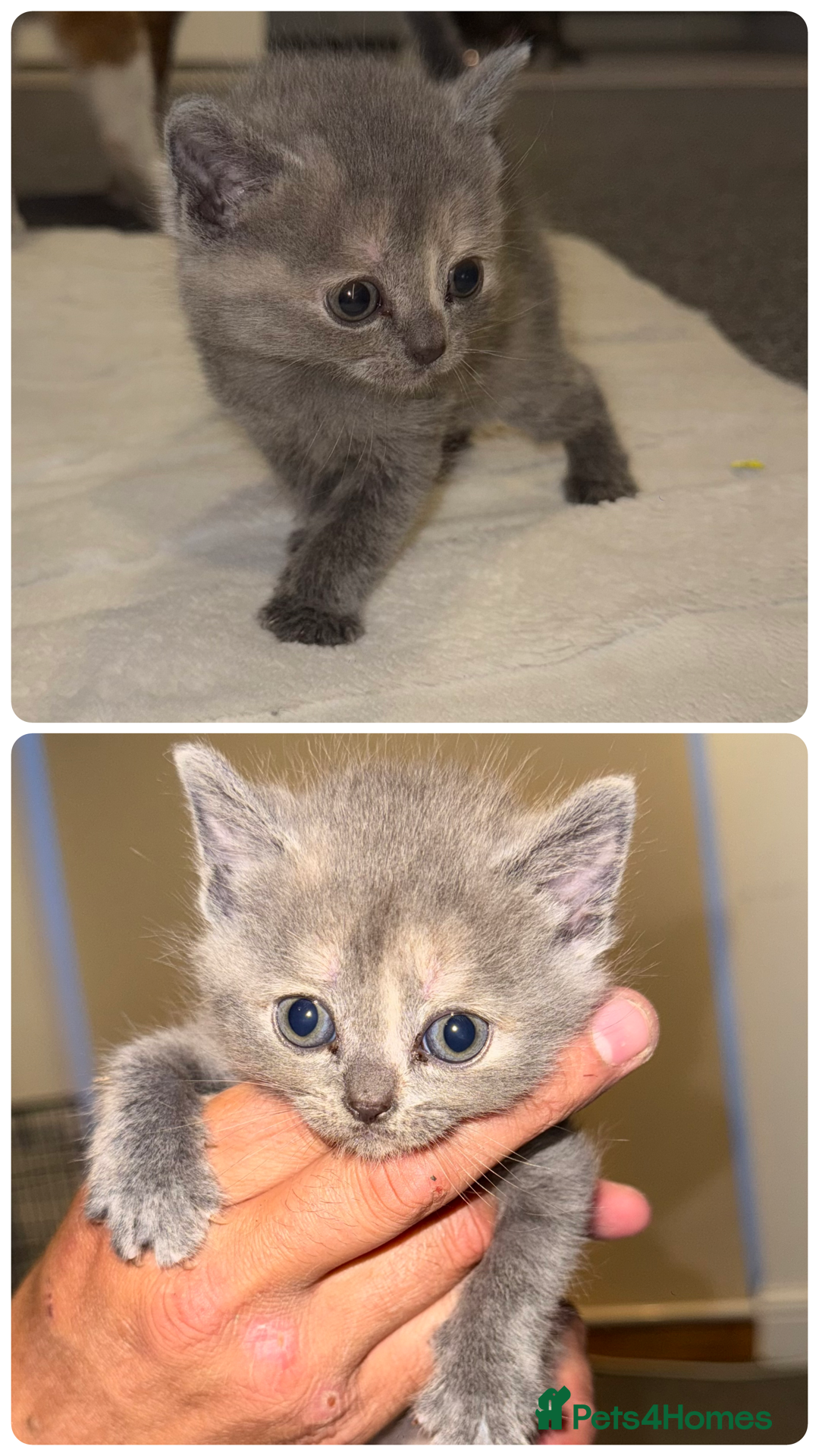 British Shorthair cats for sale: Kittens for sale - Image 5