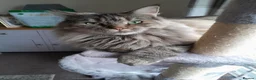 Maine Coon cats for sale: Beautiful maine coon girl in Eastleigh - Advert 11
