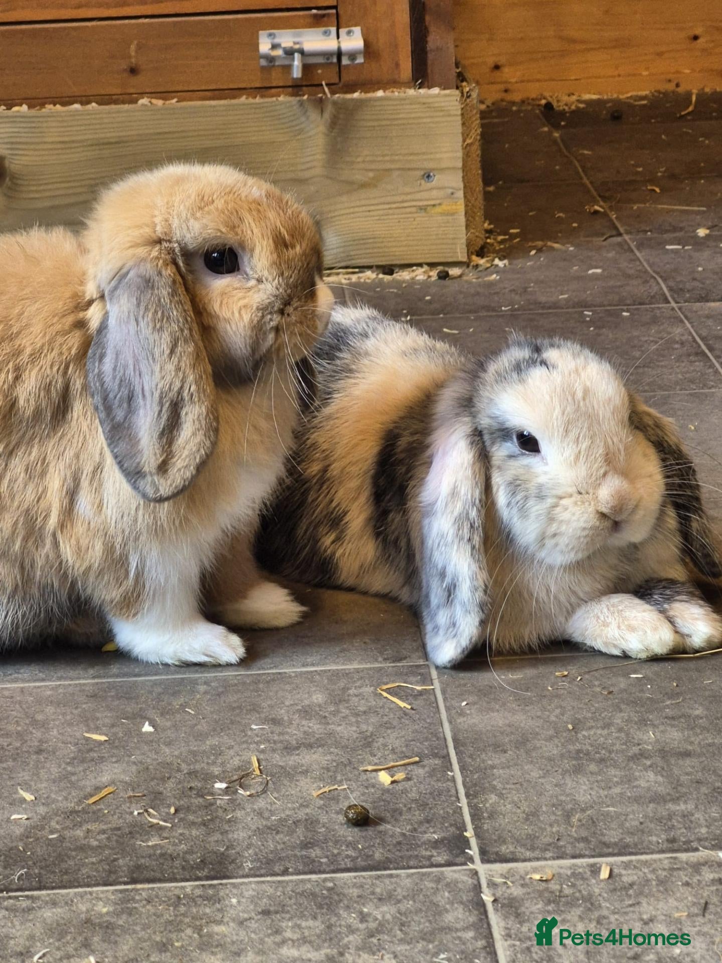 Mini Lop rabbits Sister Mini Lops looking for forever home - Advert 2
