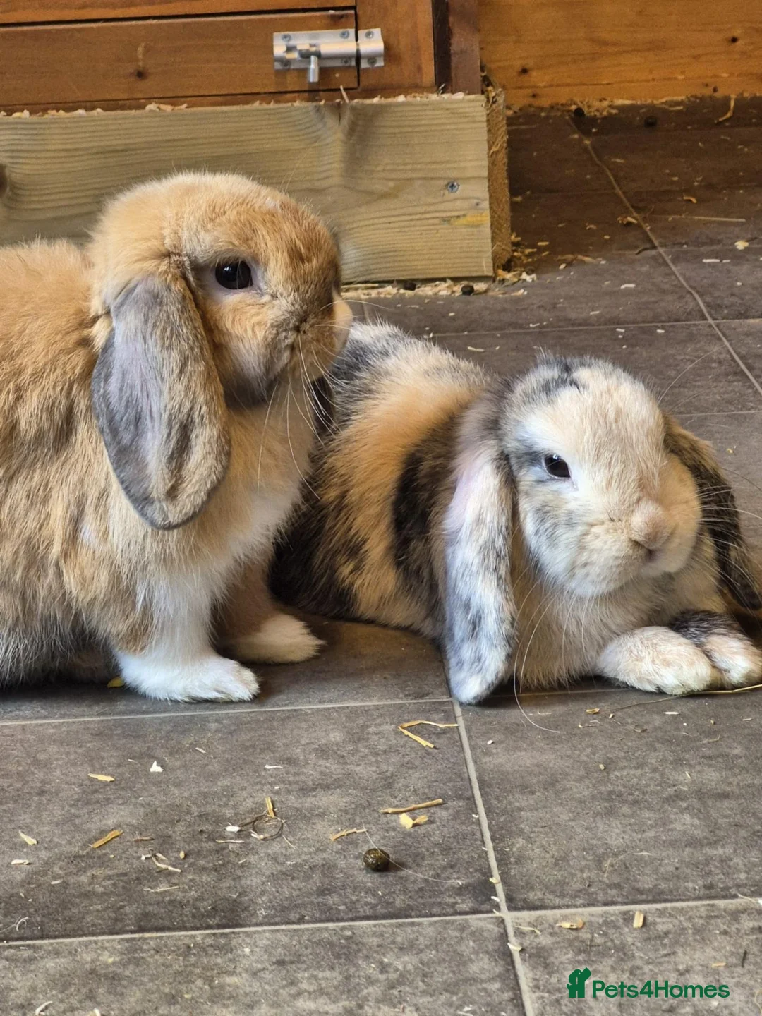 Mini Lop rabbits for sale: Sister Mini Lops looking for forever home in Wymondham - Advert 1