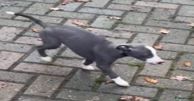 Whippet dogs Gorgeous whippet puppies for sale  - Advert 13