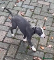 Whippet dogs Gorgeous whippet puppies for sale - Advert 3