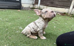 French Bulldog dogs for sale: Isabella&tan Merle carrying fluffy maybe pink - Image 9