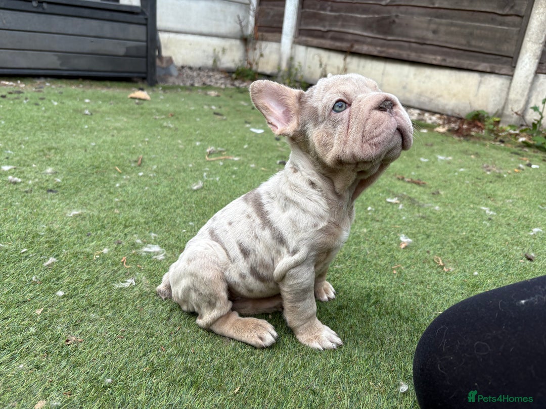French Bulldog dogs for sale: Isabella&tan Merle carrying fluffy maybe pink - Image 9