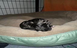 Cockapoo dogs for sale: 3 remaining Cockapoos looking for homes - Advert 12