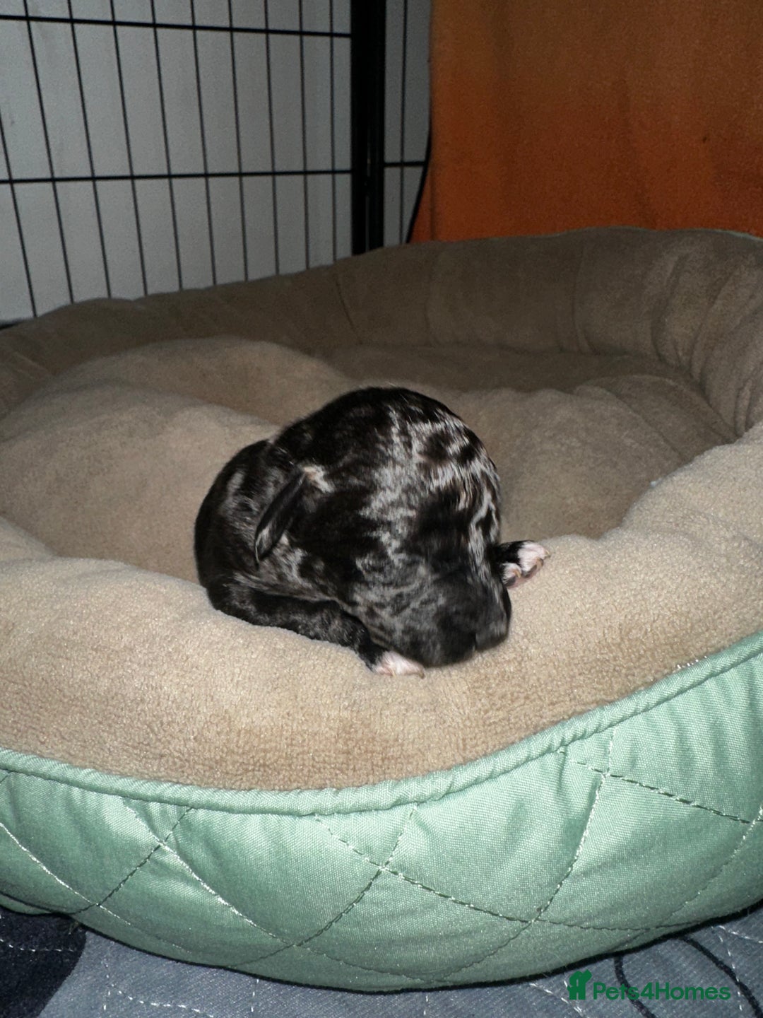 Cockapoo dogs for sale: 3 remaining Cockapoos looking for homes - Advert 12